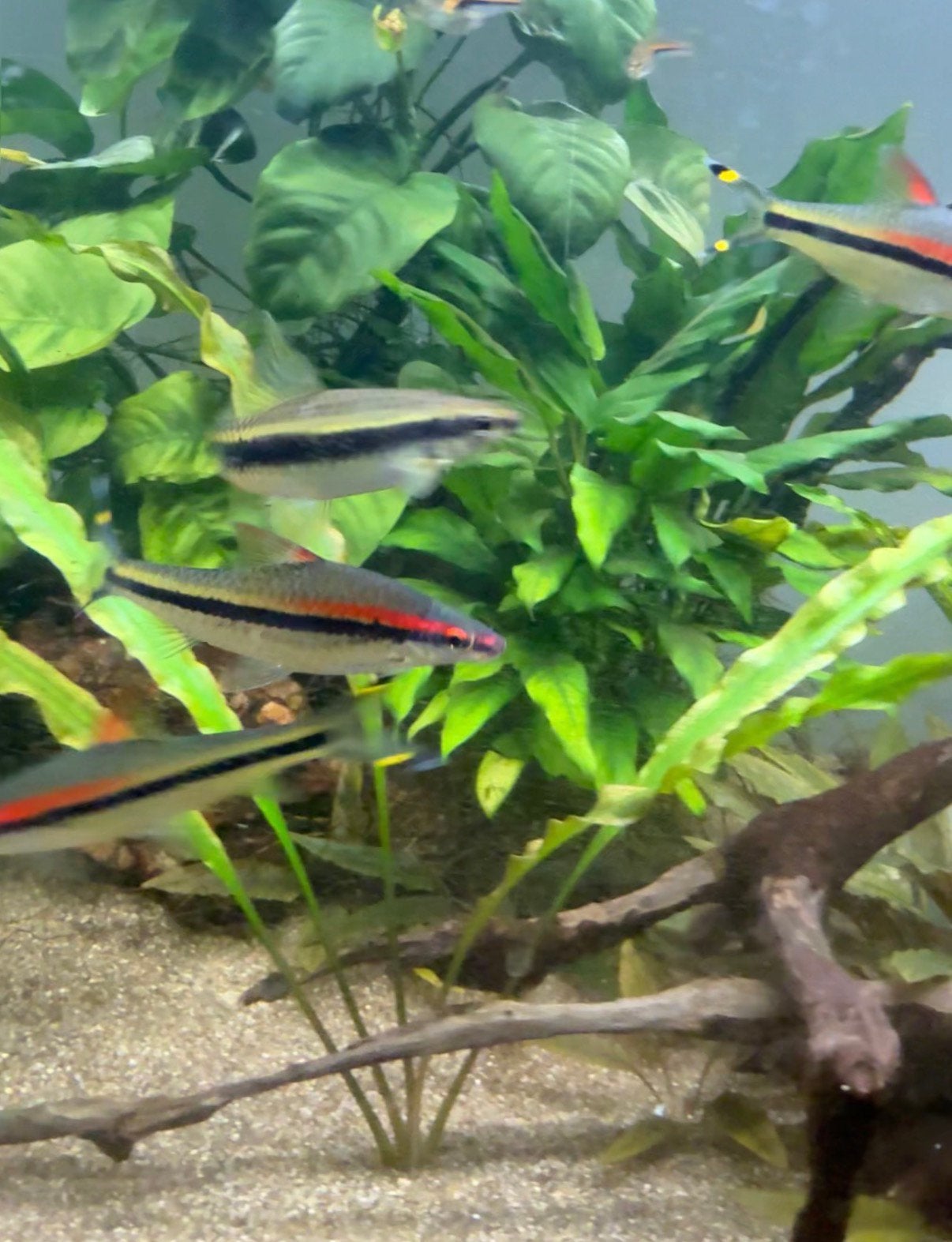 torpedo barbeel, Dieren en Toebehoren, Vis