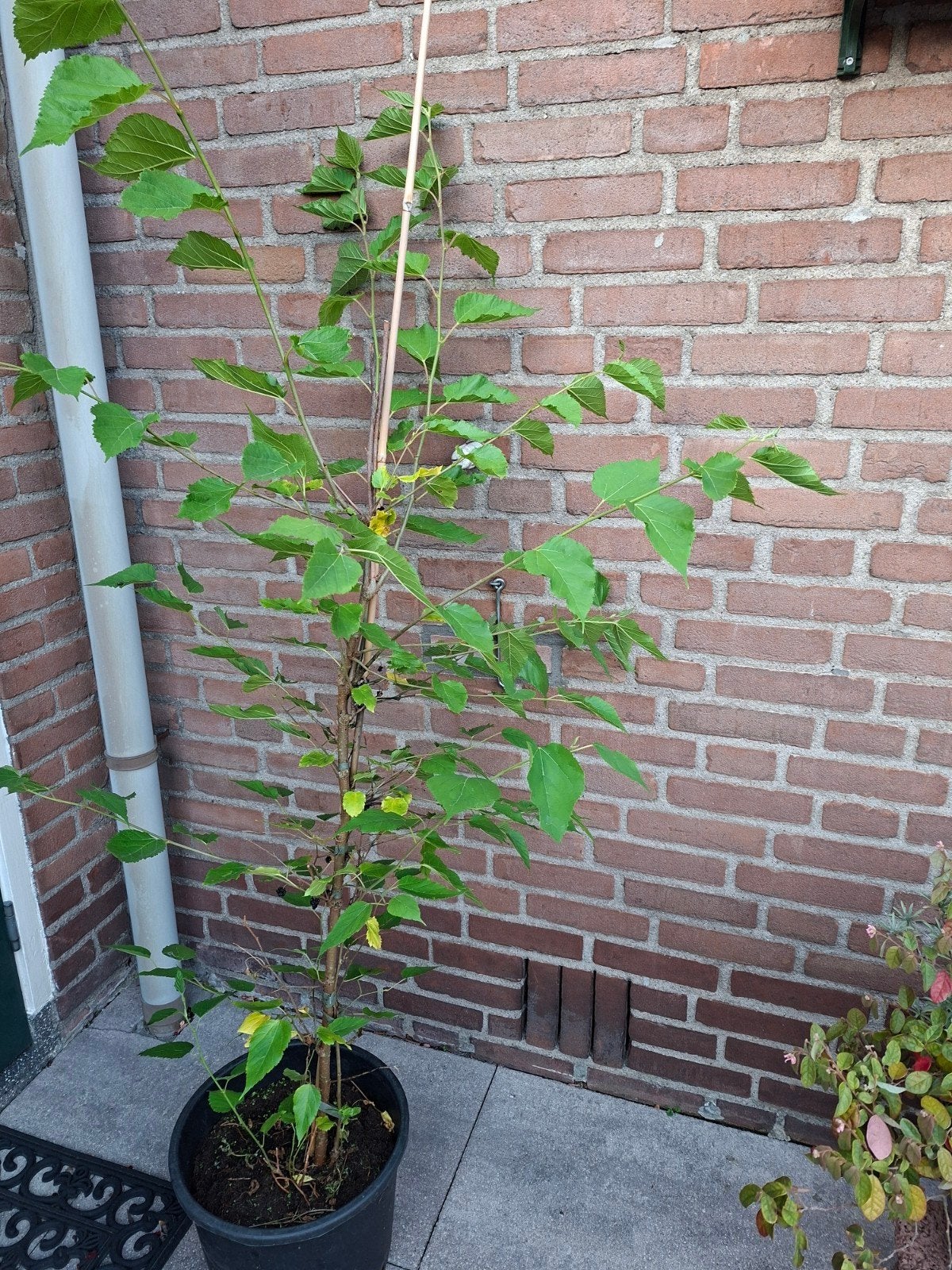 Moerbei struik Morus rotundiloba 'Mojo Berry', Ophalen, Overige soorten, Struik, 100 tot 250 cm