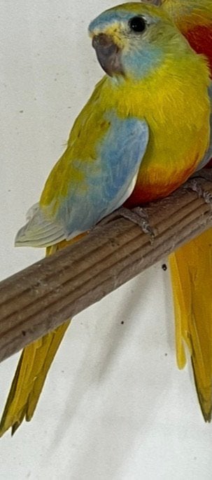 Gezocht!! Turquosine parkiet (pop), Dieren en Toebehoren, Vogels | Parkieten en Papegaaien, Vrouwelijk, Parkiet