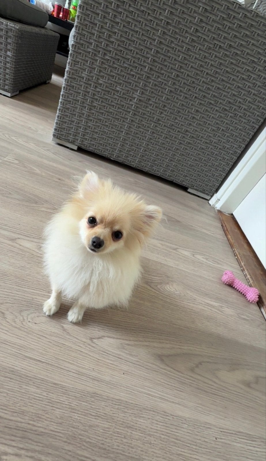 Puppy pomeriaan teefje, Dieren en Toebehoren, België, Particulier, 15 weken tot 1 jaar, Teef