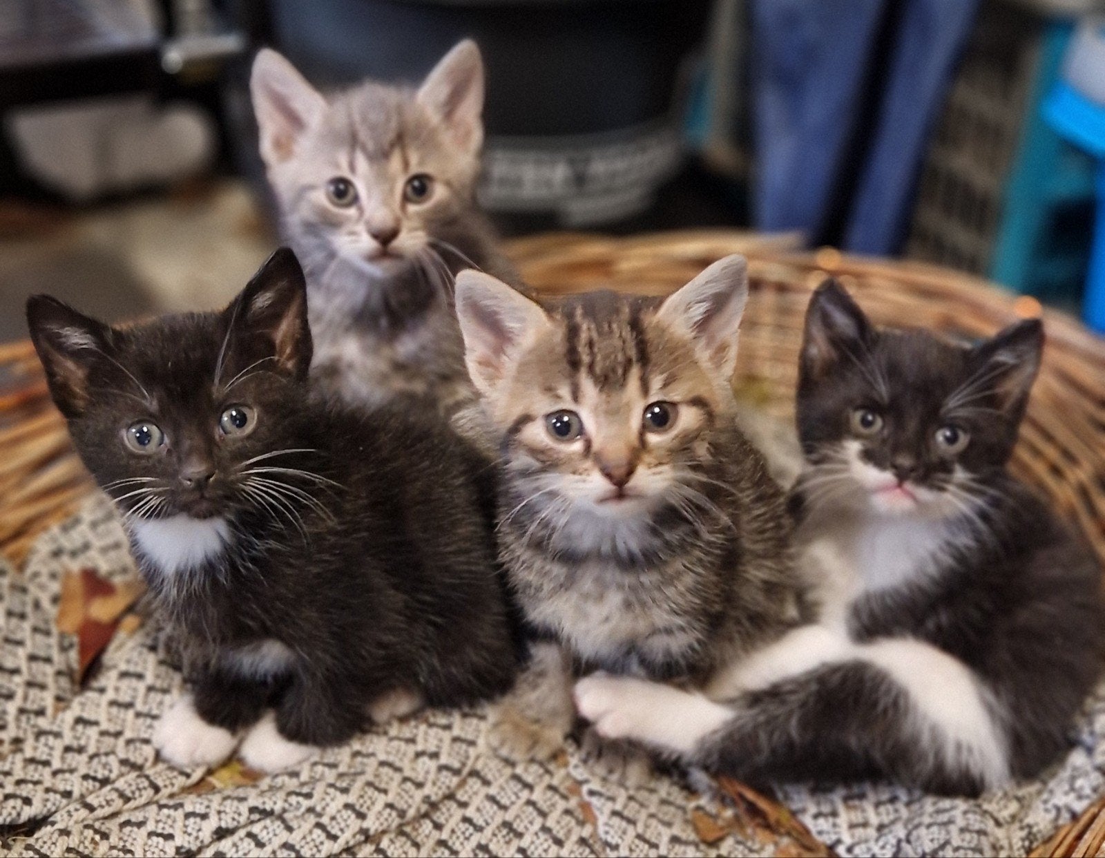 4 mooie kittens, Dieren en Toebehoren, Meerdere dieren, Ontwormd