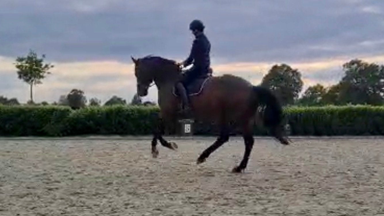 Ervaren, eerlijke en veelzijdige dressuur merrie Z1, Dieren en Toebehoren, Paarden, Z, Dressuurpaard, 170 tot 175 cm, 11 jaar of ouder