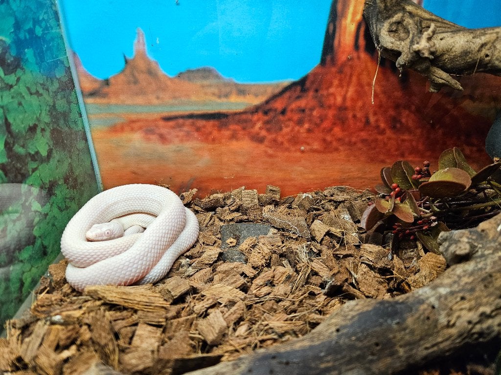 Pantherophis obsoleta lindheimeri Texaanse rattenslang, Slang, 0 tot 2 jaar