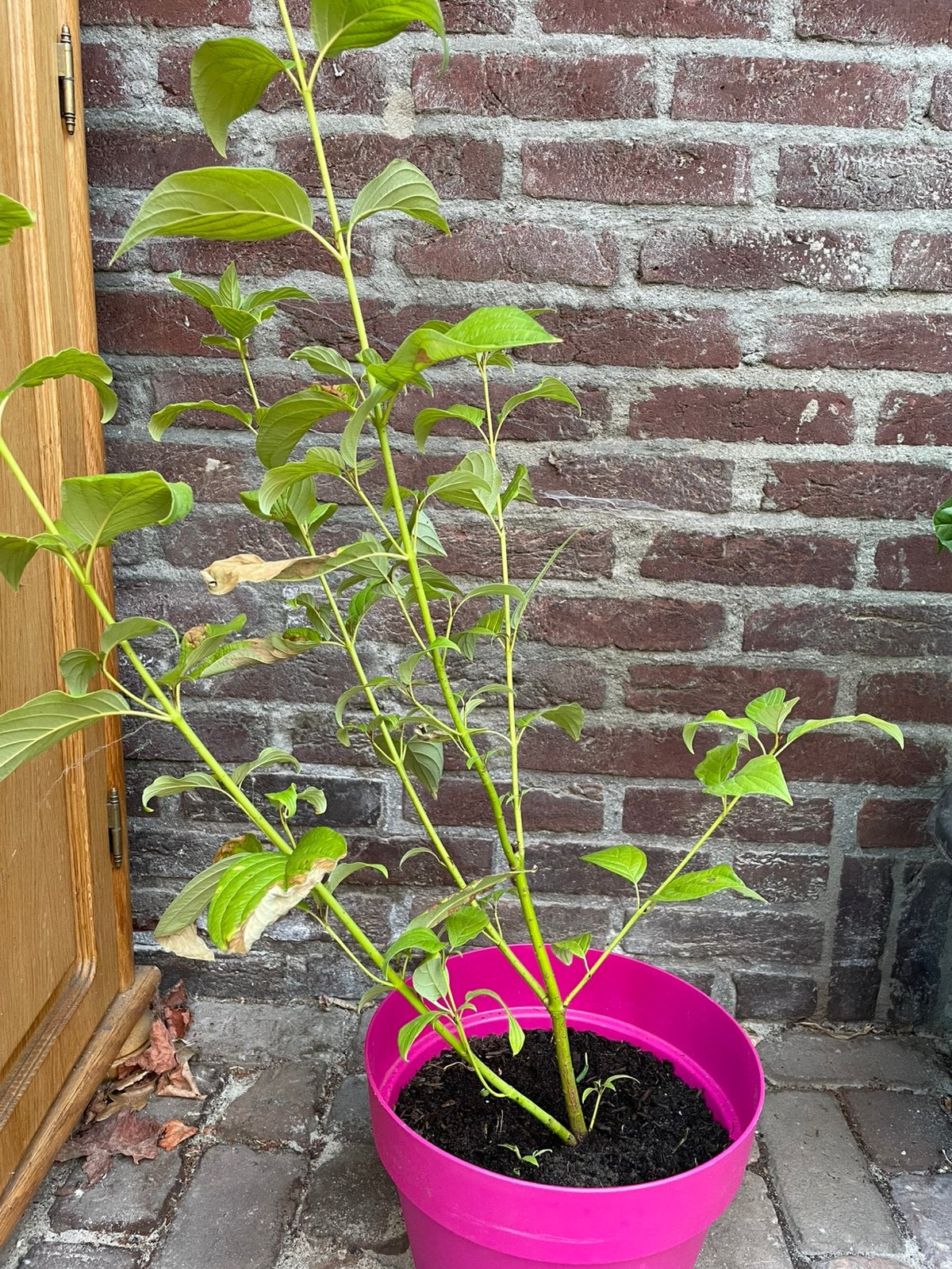 Cornus, Ophalen, Overige soorten, Halfschaduw