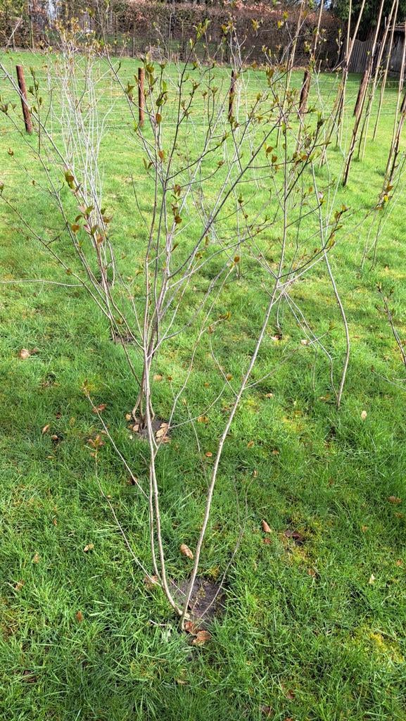 🌸 ZWARTE APPELBES 1.75 CM HOOG PLANT STRUIK BOOM BESSEN, Ophalen, Lente, Overige soorten, Volle zon