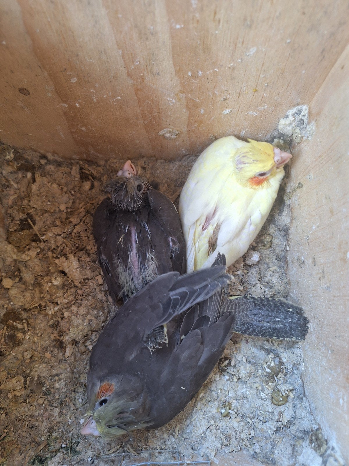 3 jonge  valkparkieten, Meerdere dieren, Parkiet, Geringd