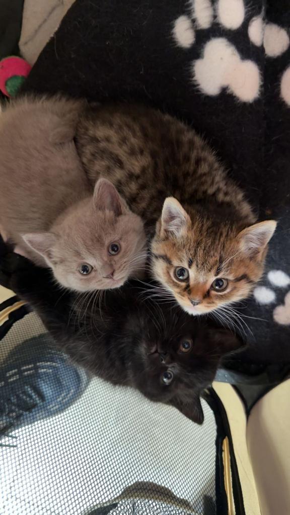 Ragdol britse korthaar mix kittens, Meerdere dieren, Ontwormd, 0 tot 2 jaar