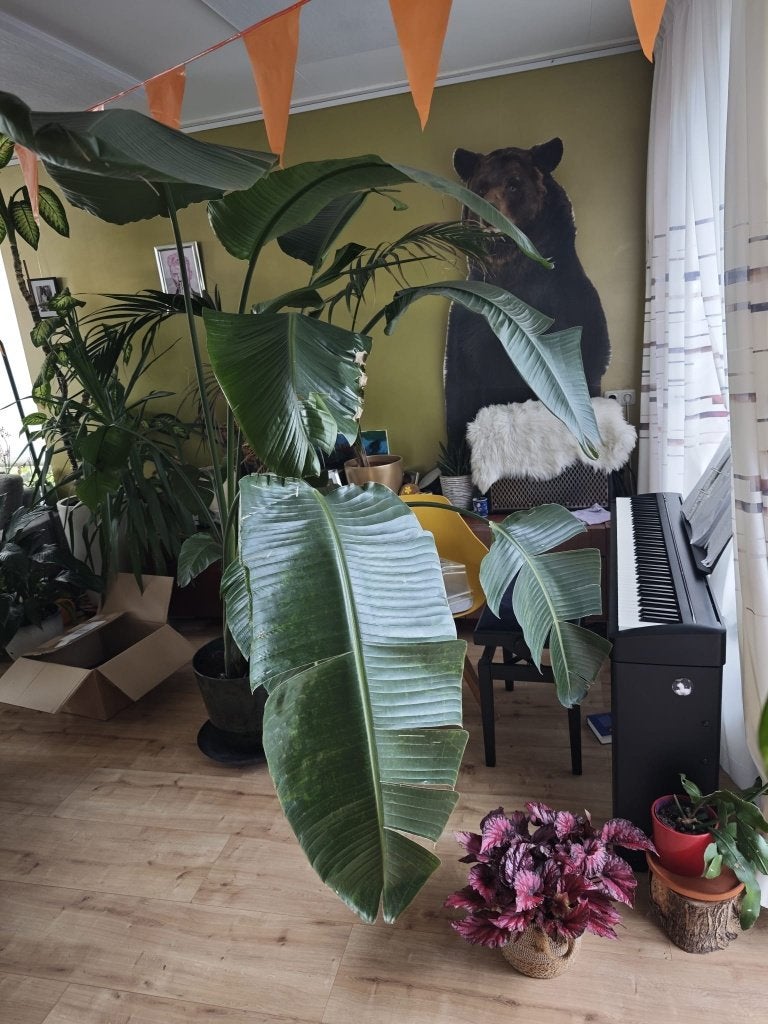 Grote sterilitzia, Ophalen, 200 cm of meer, Overige soorten, Halfschaduw