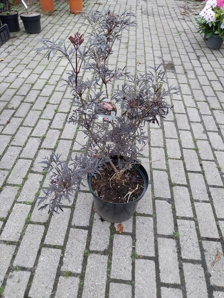Zwarte Vlier 'Black Beauty' - Sambucus Nigra, Tuin en Terras, Planten | Tuinplanten, Overige soorten, Volle zon, Ophalen