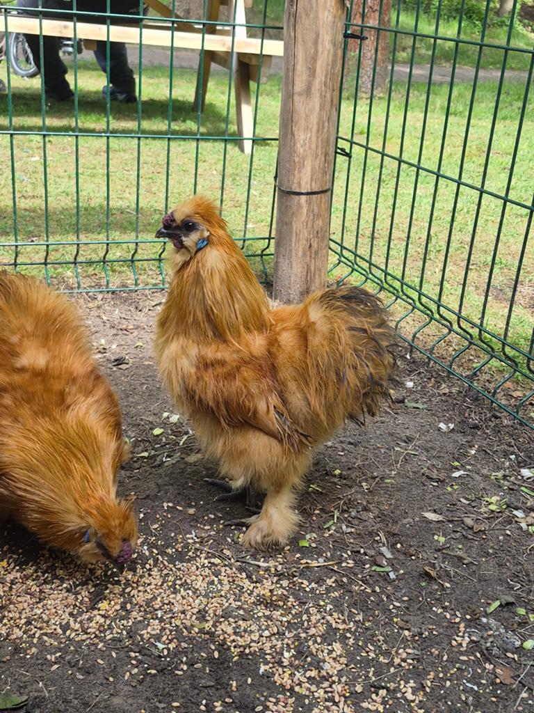 Zijdehoen haan(tjes), Dieren en Toebehoren, Pluimvee, Mannelijk, Kip