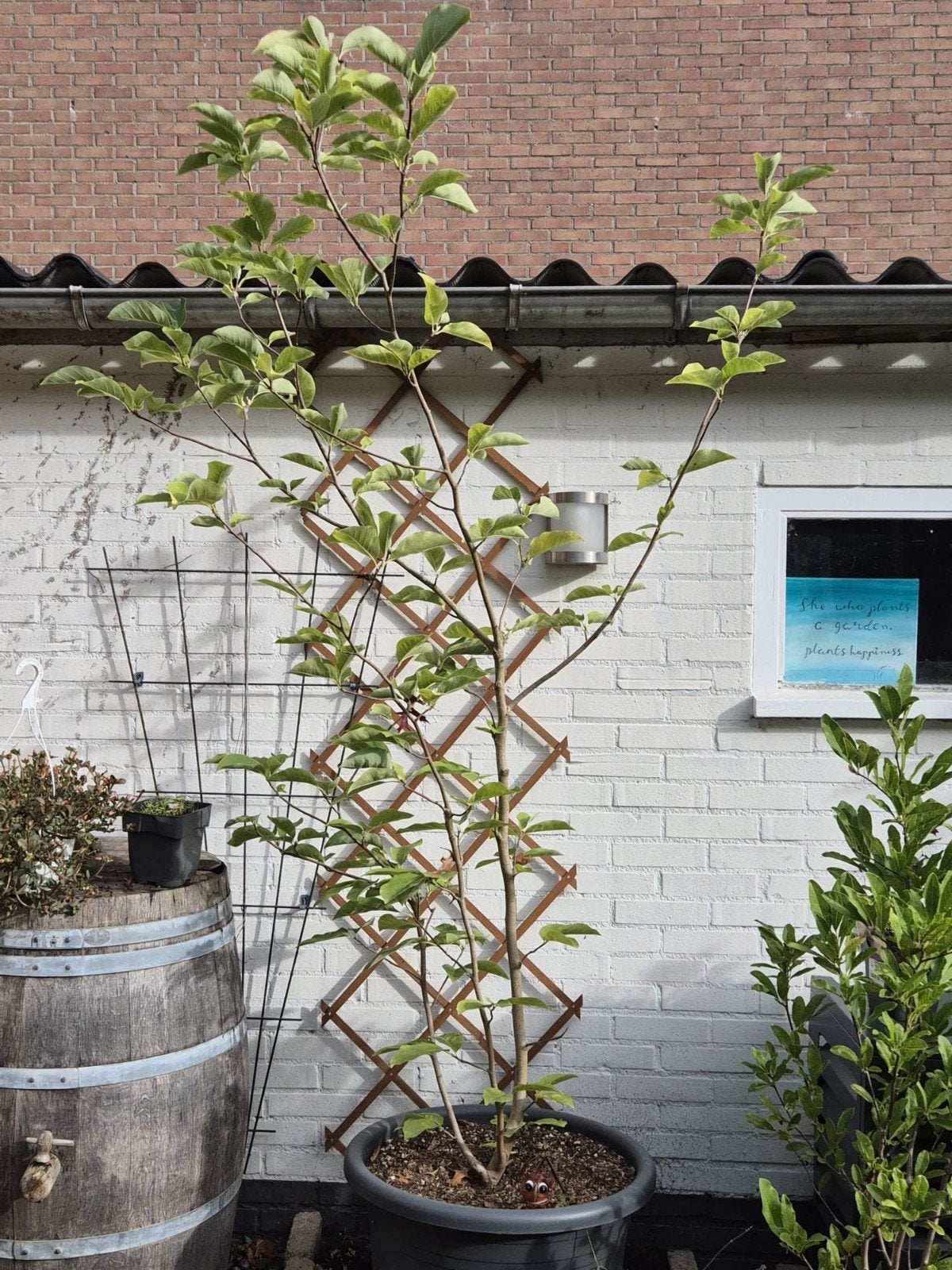 Magnolia, Volle zon, Vaste plant, Lente, Ophalen