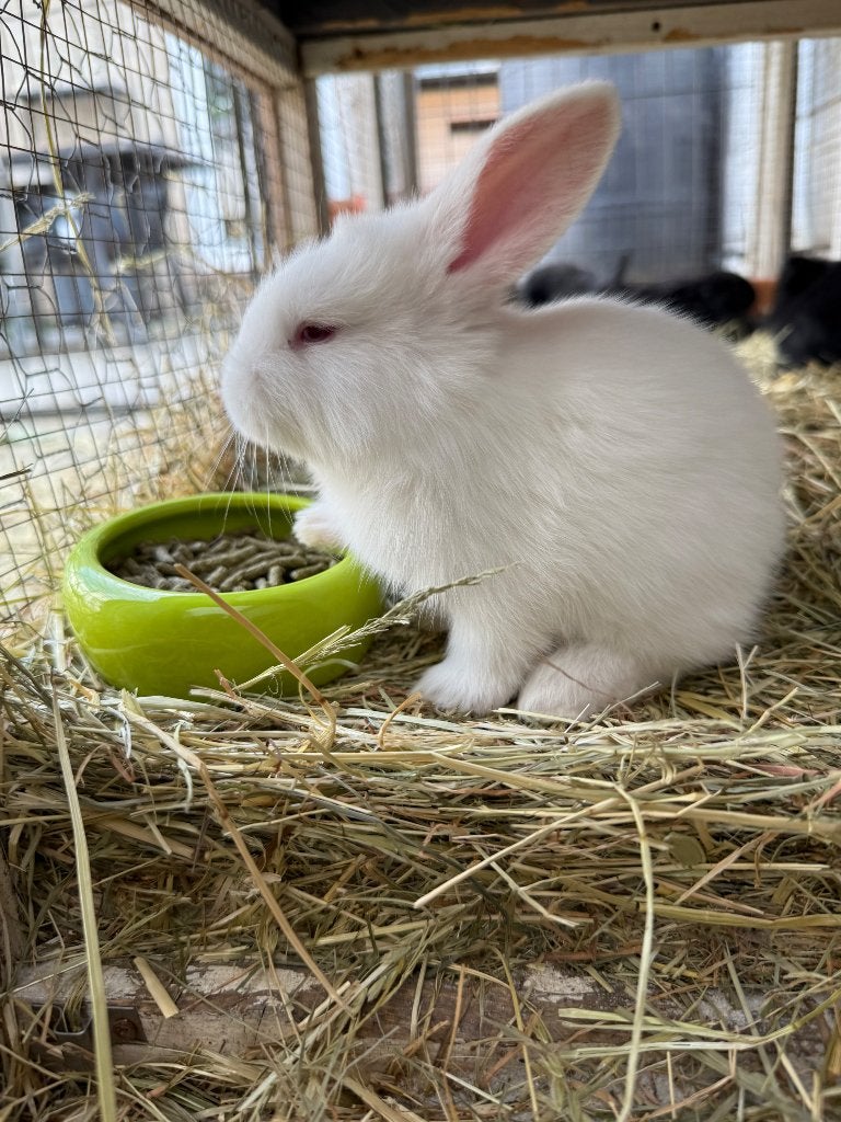 Duitse reuzen te koop, nu 9 weken oud en ingeënt, Dieren en Toebehoren, Meerdere dieren, Groot