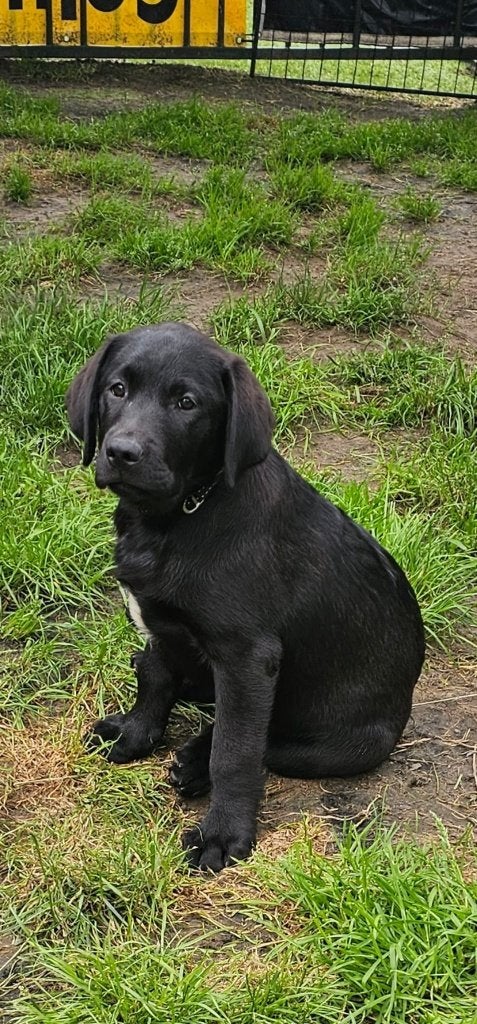 Labrador pups raszuiver (2x reu), Parvo, 8 tot 15 weken, Labrador retriever, Meerdere