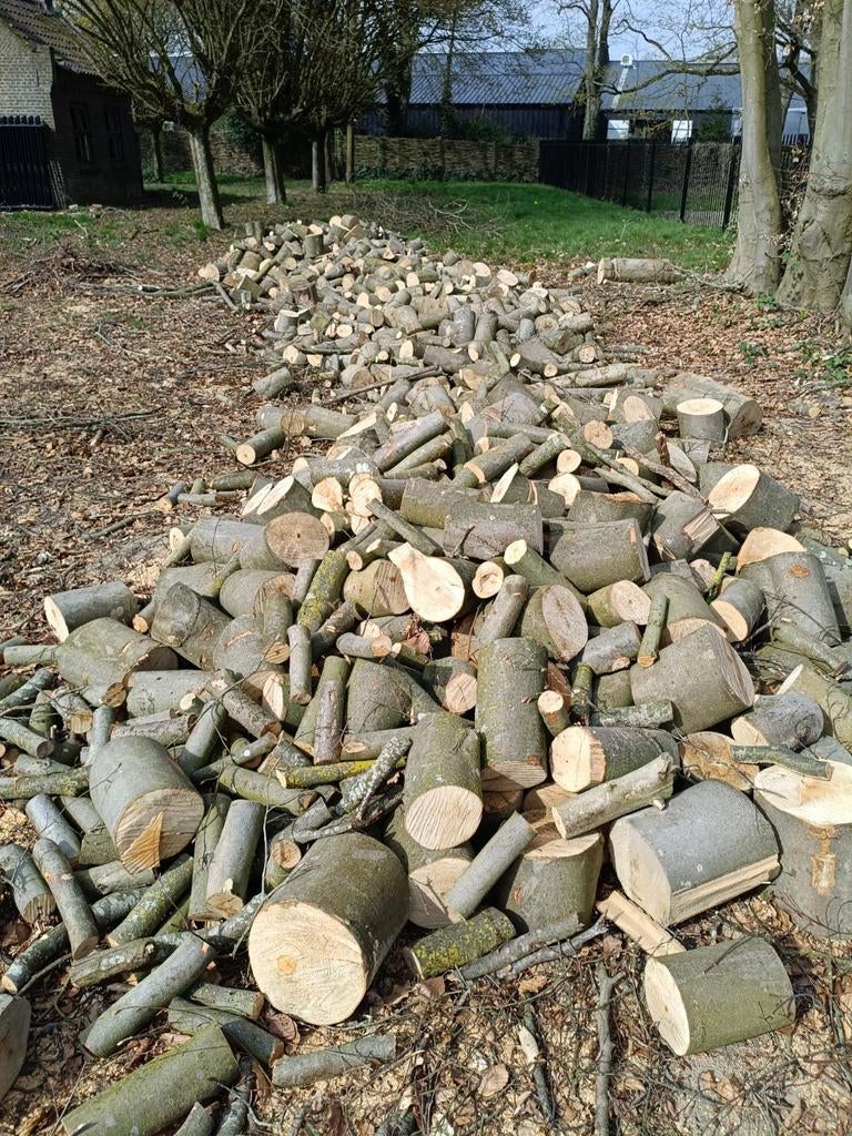 Gezaagd beukenhaag hout, 6 m³ of meer, Ophalen of Verzenden, Stammen
