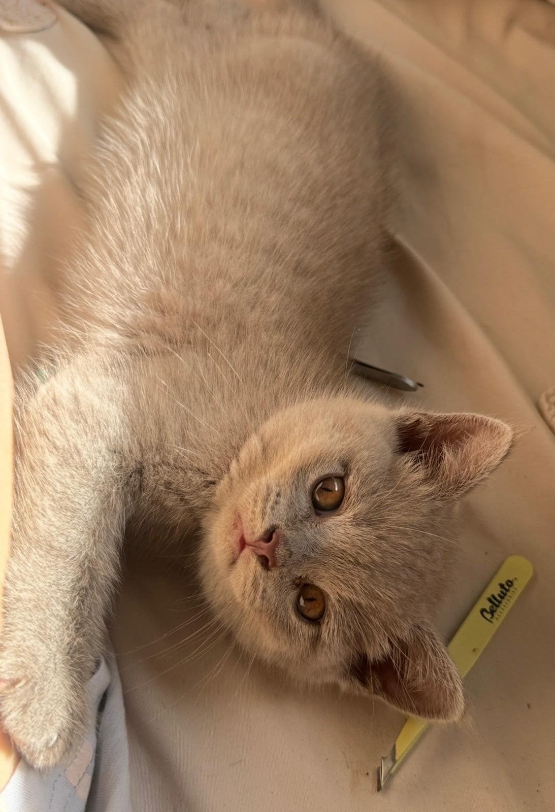 Te koop, Kater