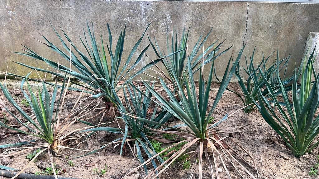Yucca filamentosa gewortelde winterharde buitenplant, Vaste plant, Halfschaduw, Zomer, Ophalen