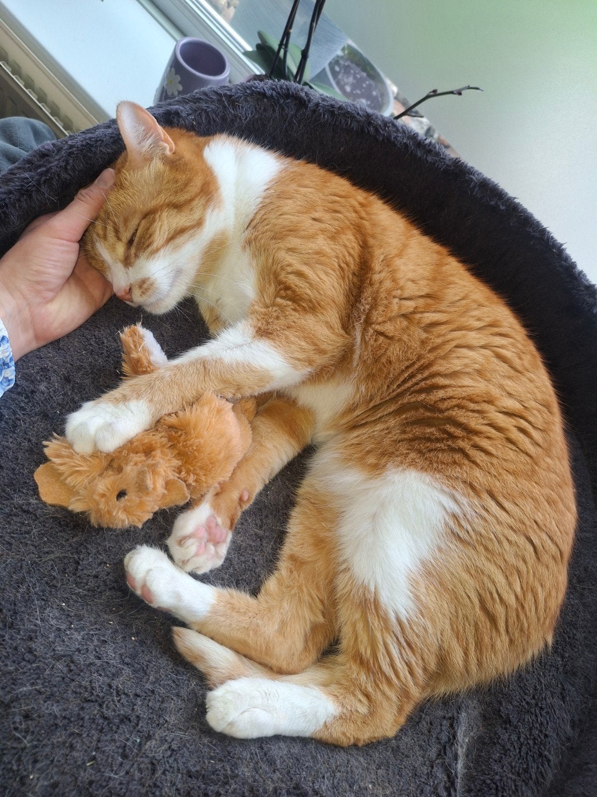 VERMIST (Ollie), Dieren en Toebehoren, Kat