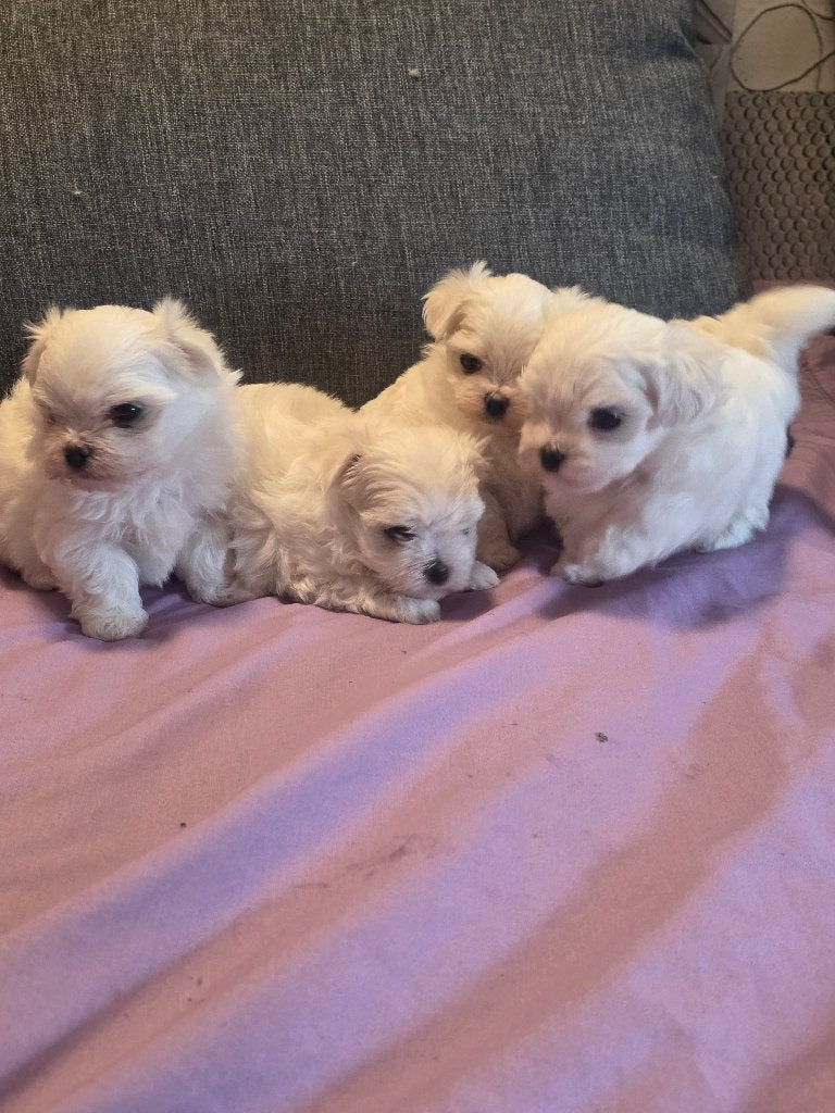 Malteser, Dieren en Toebehoren, Parvo, Maltezer, 8 tot 15 weken, Meerdere