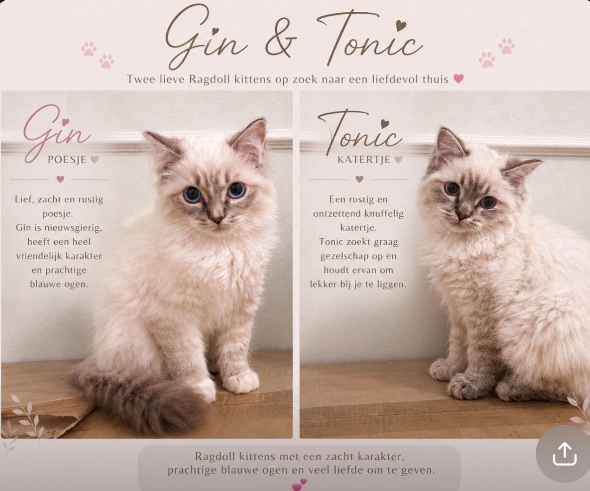 Ragdol kitten, Meerdere dieren, Langharig, 0 tot 2 jaar