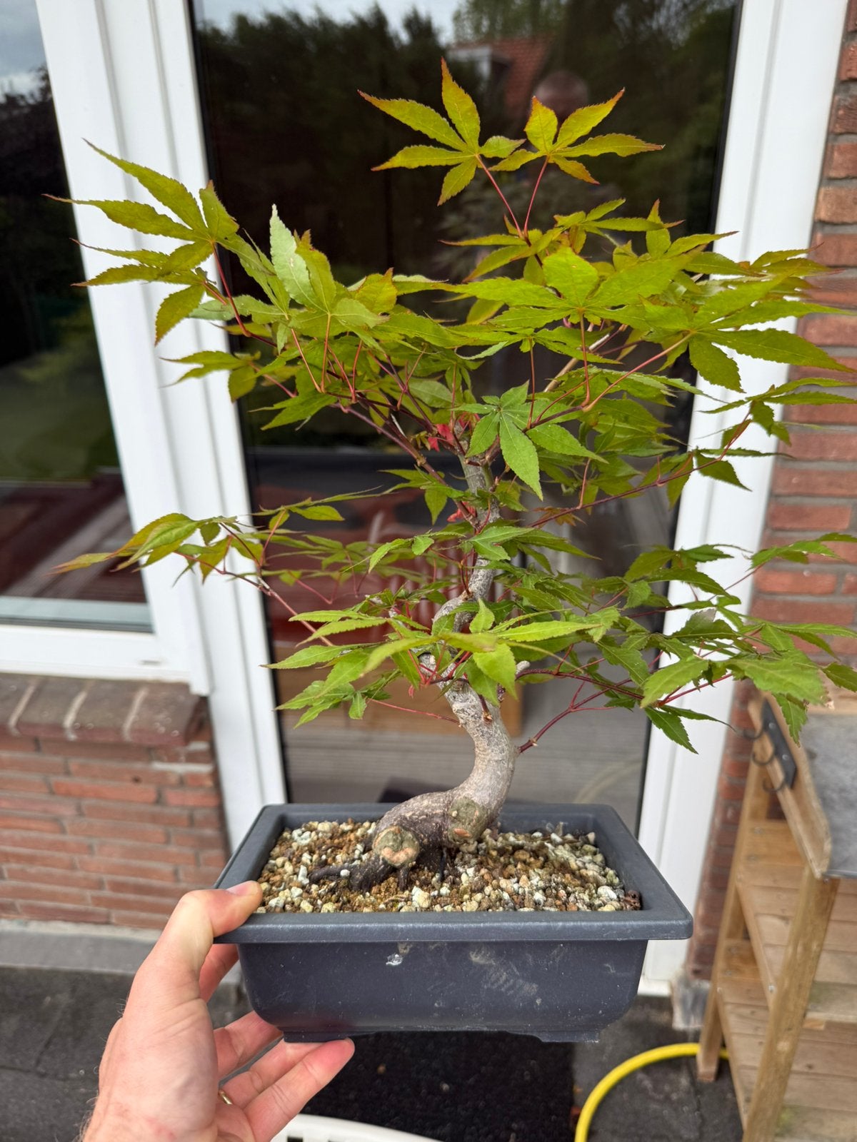 Japanse Esdoorn Bonsai 12 jaar oud #2, Ophalen of Verzenden, Bloeit niet, Overige soorten, Volle zon