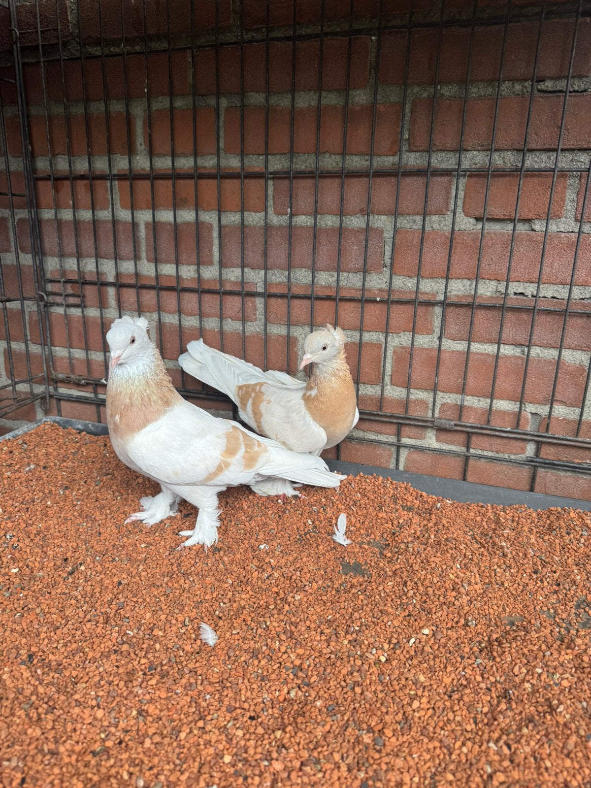Takla, Dieren en Toebehoren