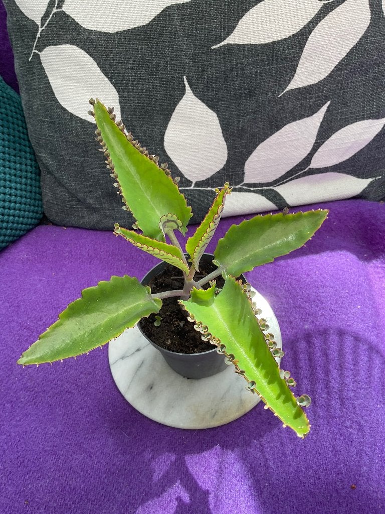 Kalanchoe mother off thousands, Ophalen, Vetplant, Halfschaduw, Minder dan 100 cm