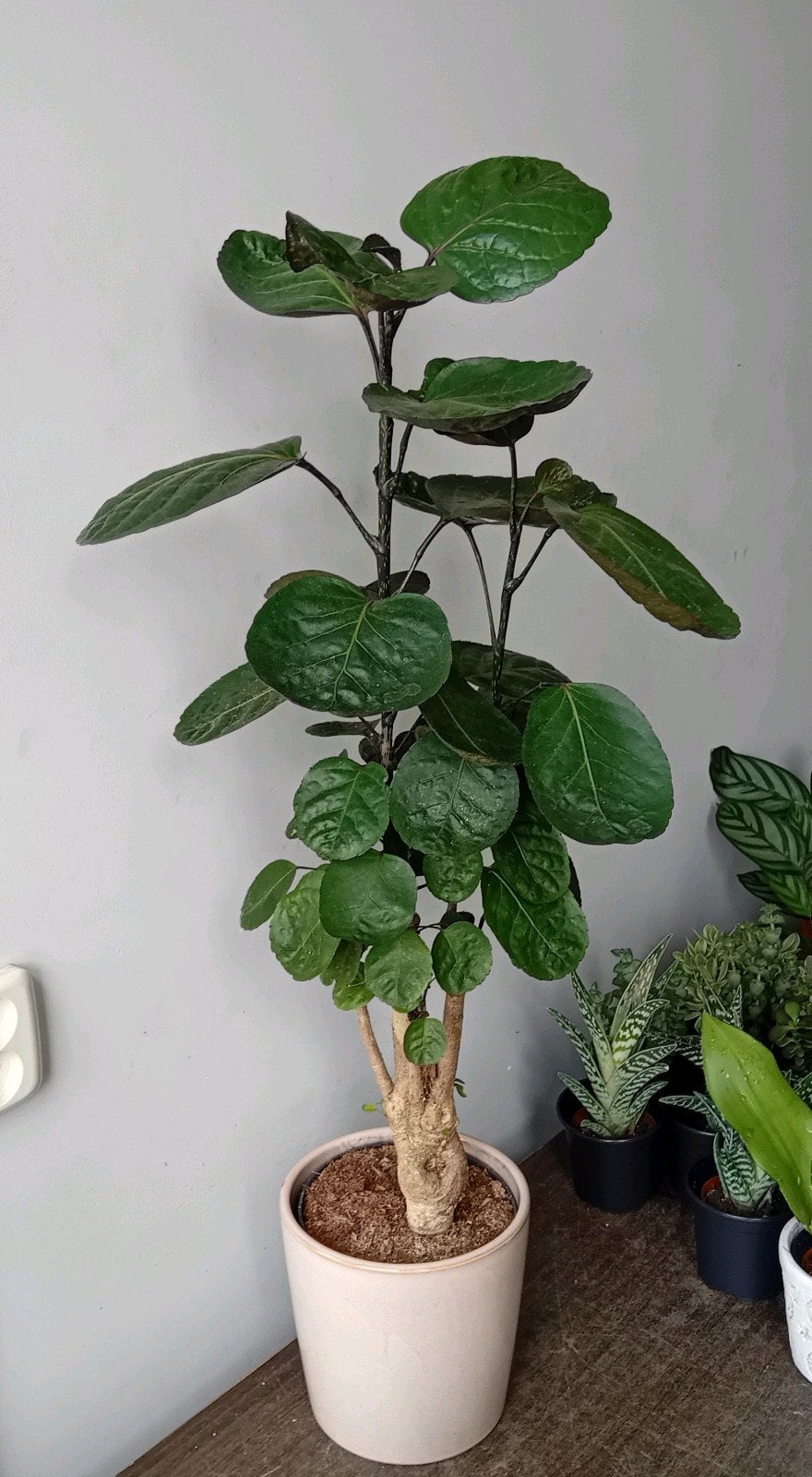 Kamerplant 80cm polyscias boom     evt sierpot €8, Ophalen, Overige soorten, Halfschaduw, In pot