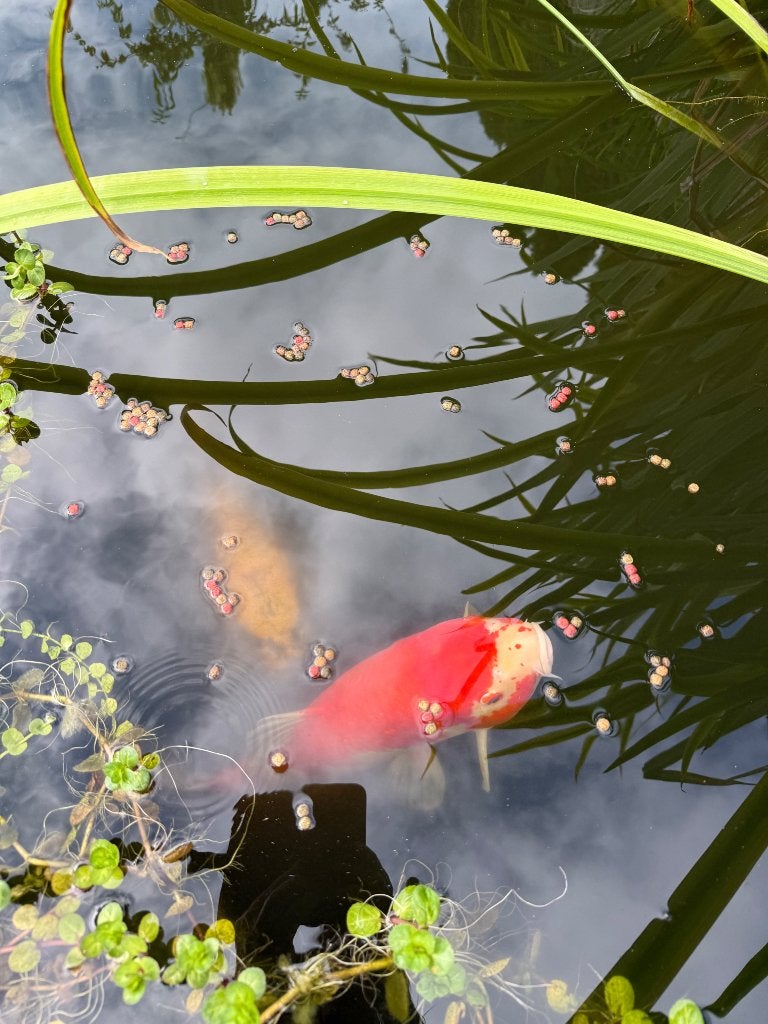 Koi karper, Dieren en Toebehoren, Vissen | Vijvervissen, Karper of Koi