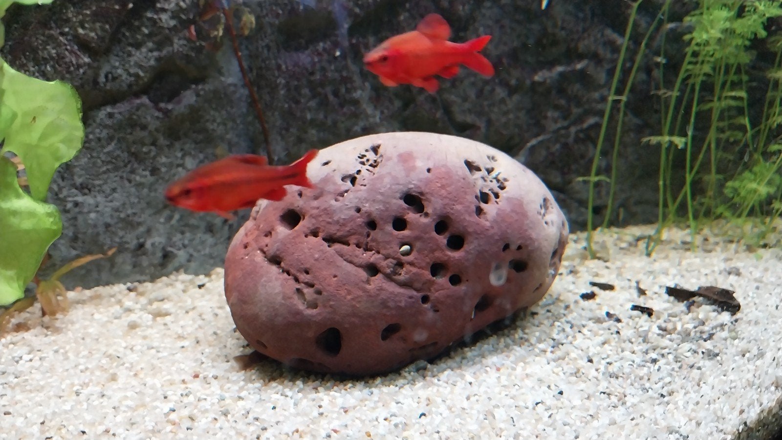 aquariumsteen, Dieren en Toebehoren, Ophalen of Verzenden, Plant(en), Steen of Hout