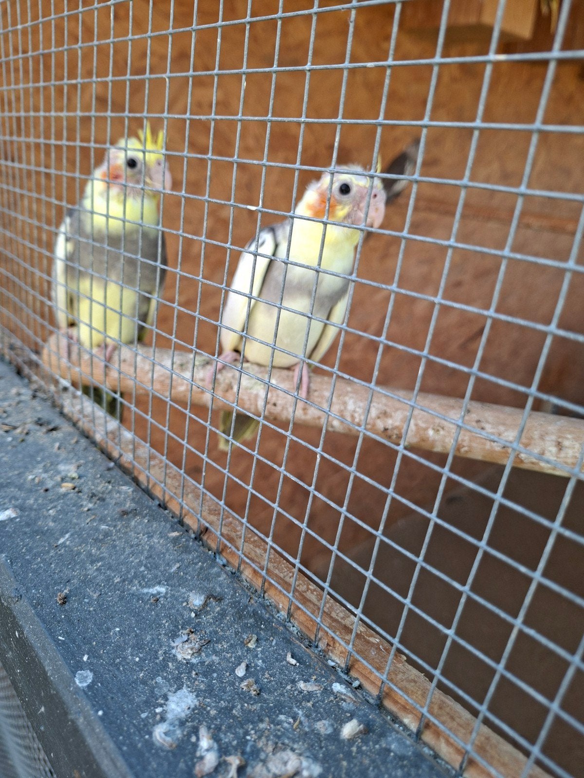 jonge valkparkieten eten nu  zelf bieden en twee witmasker, Meerdere dieren, Parkiet