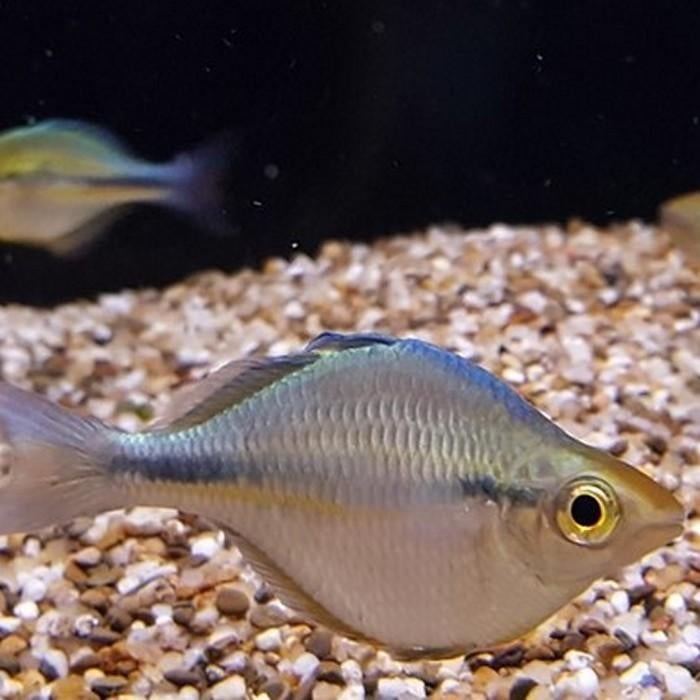 Melanotaenia lacustris, Vis