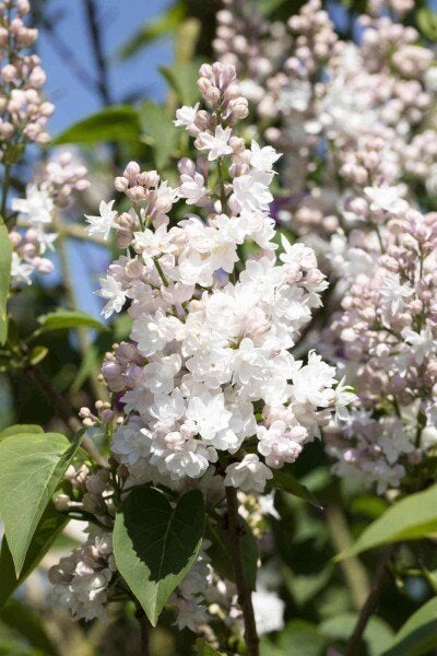 Syringa vulgaris 'schöne von Moskau', Tuin en Terras, Volle zon, Vaste plant, Lente, Ophalen