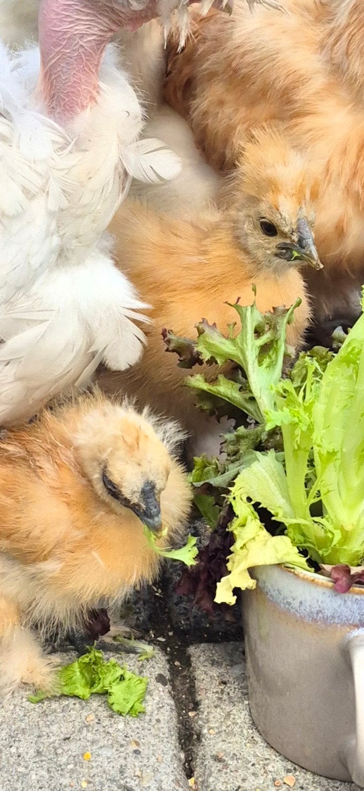 Zijdehoen natuurbroed kuikens., Geslacht onbekend, Kip
