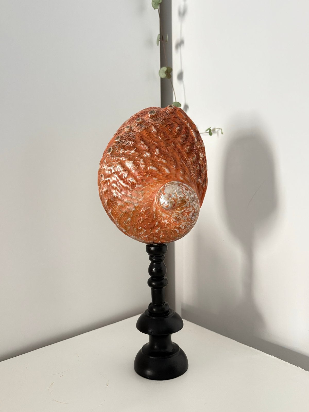 Decoratieve Abalone Schelp op Zwarte Houten Voet, Ophalen of Verzenden