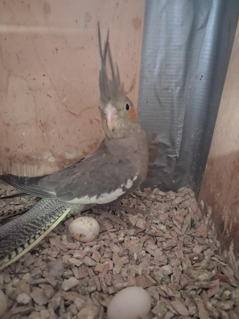 Jonge valkparkiet, Dieren en Toebehoren, Vogels | Parkieten en Papegaaien, Geslacht onbekend, Parkiet, Tam