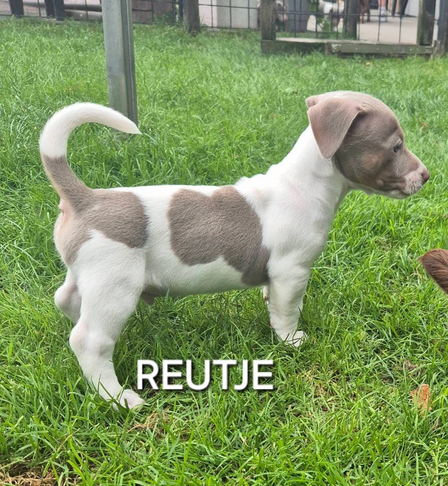 jack russell pup, Dieren en Toebehoren, Honden | Jack Russells en Terriërs, Parvo, Jack Russell Terriër, 8 tot 15 weken, Meerdere
