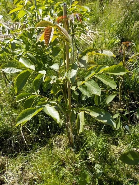 Diverse fruit- en notenbomen, Lente, 100 tot 250 cm, Volle zon, In pot