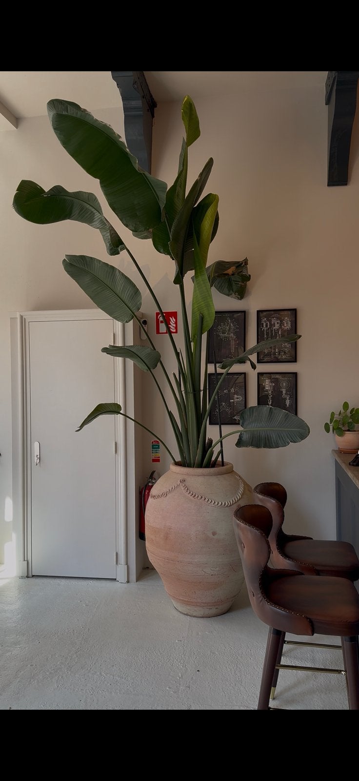 Strelizia mega groot incl pot, Huis en Inrichting, Woonaccessoires | Zuilen en Pilaren, Ophalen, Zo goed als nieuw
