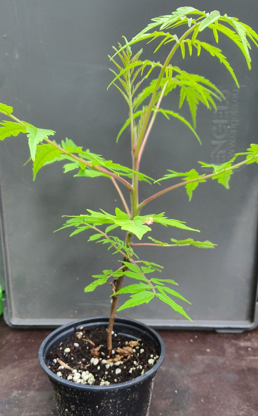 Rhus typhina 'Tiger Eyes' - Fluweelboom, Volle zon, Vaste plant, Bloeit niet, Ophalen