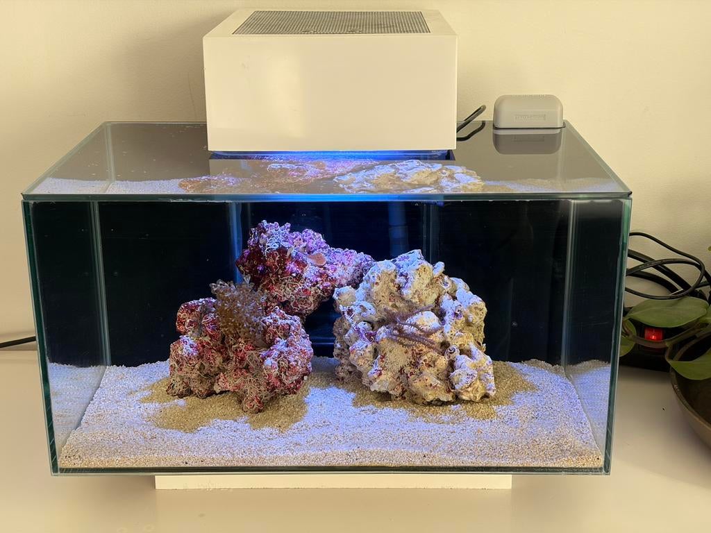 Fluval Edge 23L gevuld zeeaquarium, Dieren en Toebehoren, Vissen | Aquaria en Toebehoren, Ophalen, Gevuld zeewateraquarium