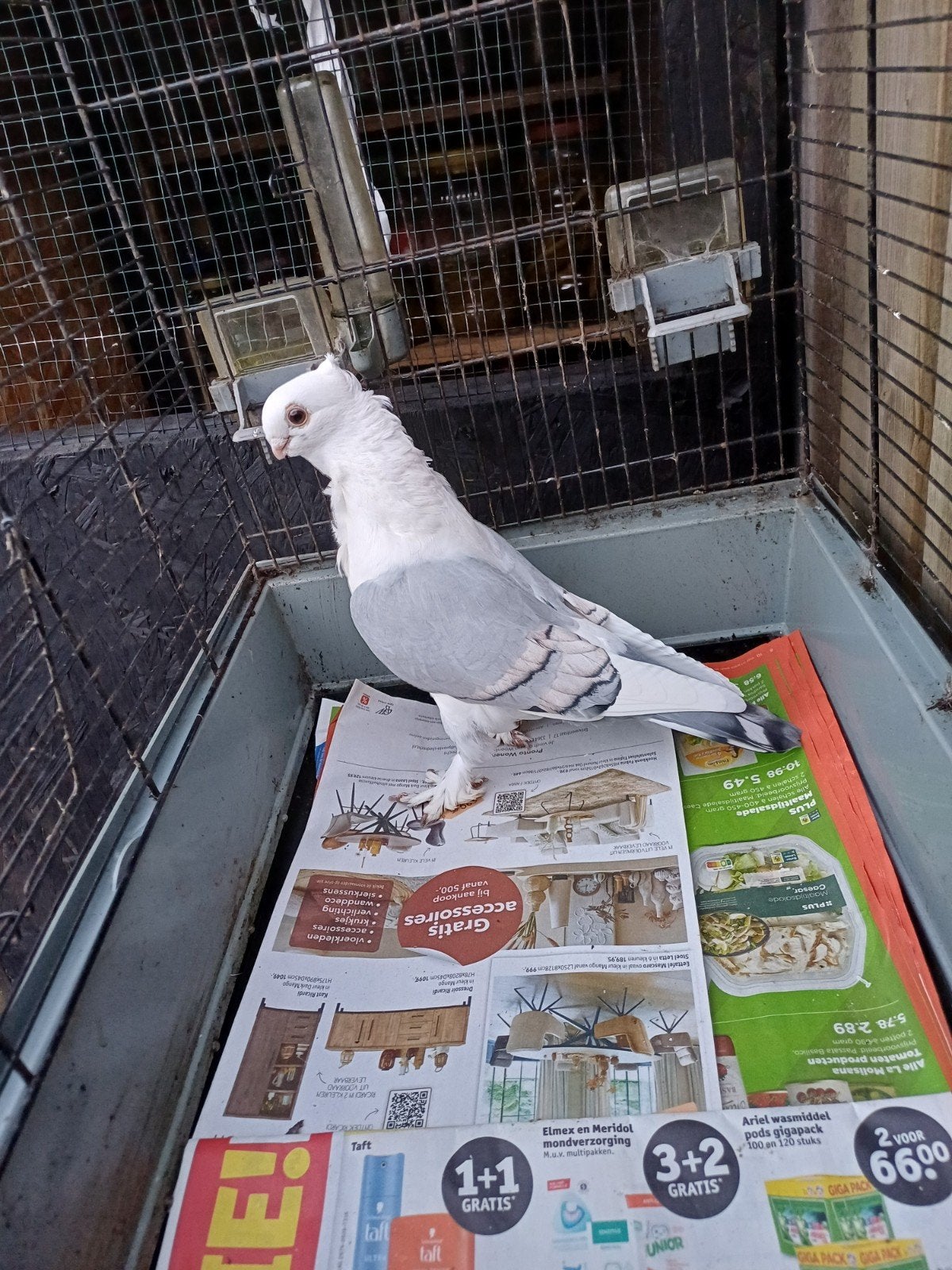 te koop oude oosterse meeuw. Doffer., Dieren en Toebehoren, Mannelijk, Postduif