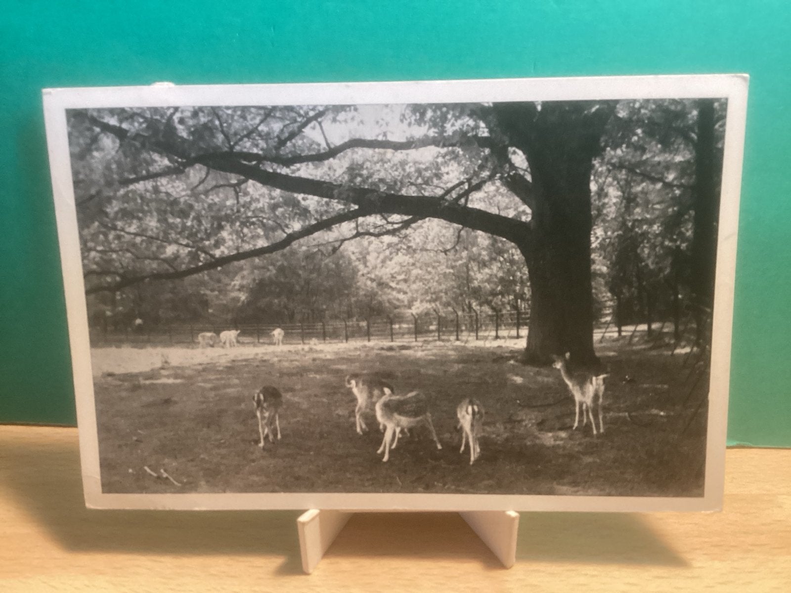 Onbekend   met herten in het bos.  230, Ophalen of Verzenden, 1940 tot 1960, Gelopen