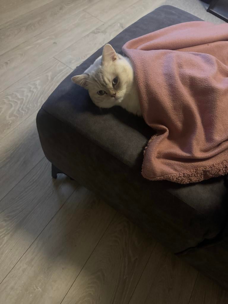 Britse korthaar, Dieren en Toebehoren, Katten en Kittens | Overige Katten, Kater, Kortharig, 0 tot 2 jaar