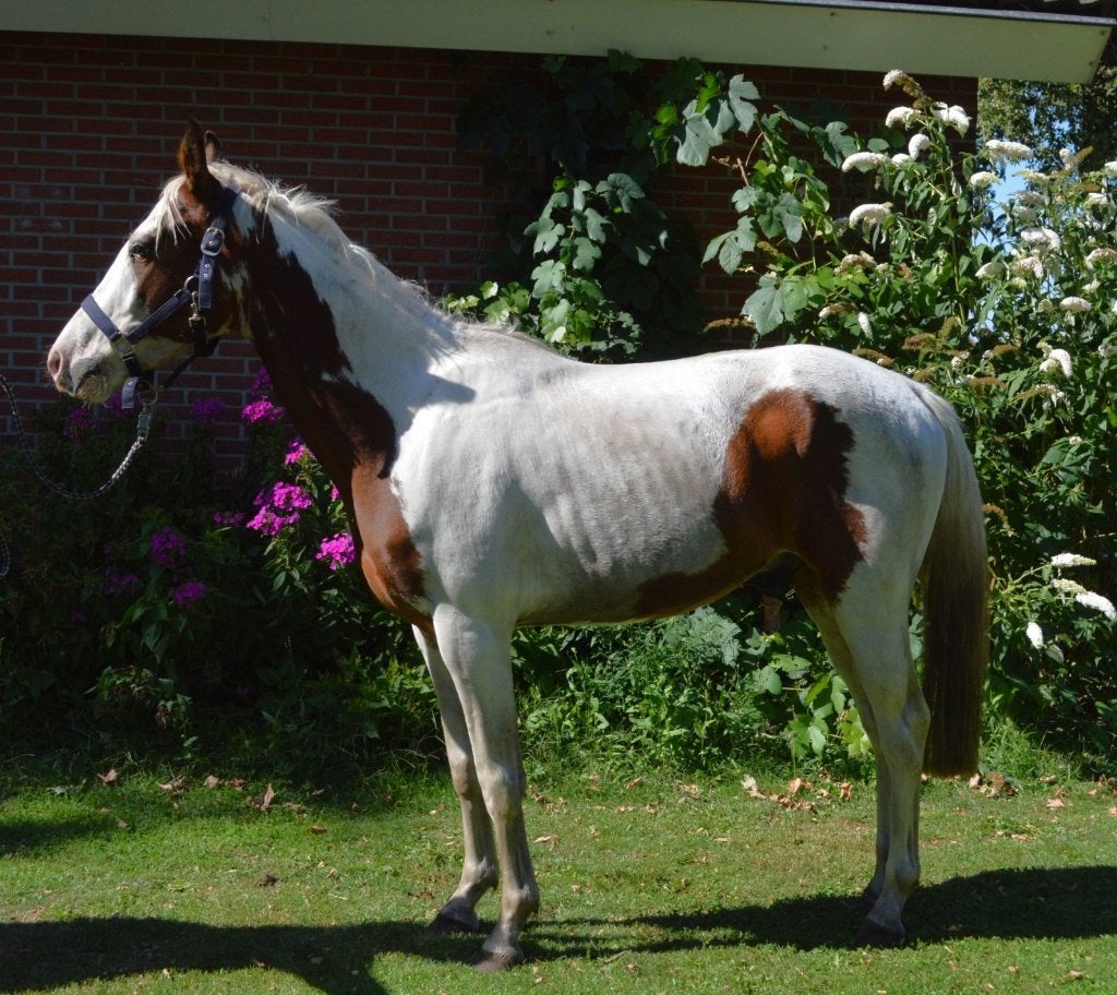 Mooie 3,5 jarige bonte D-pony ruin, Dieren en Toebehoren, Ruin, 3 tot 6 jaar, Onbeleerd, Gechipt