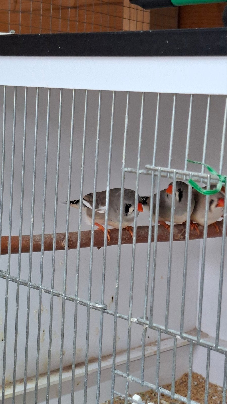 gratis zebravinken, Dieren en Toebehoren, Meerdere dieren