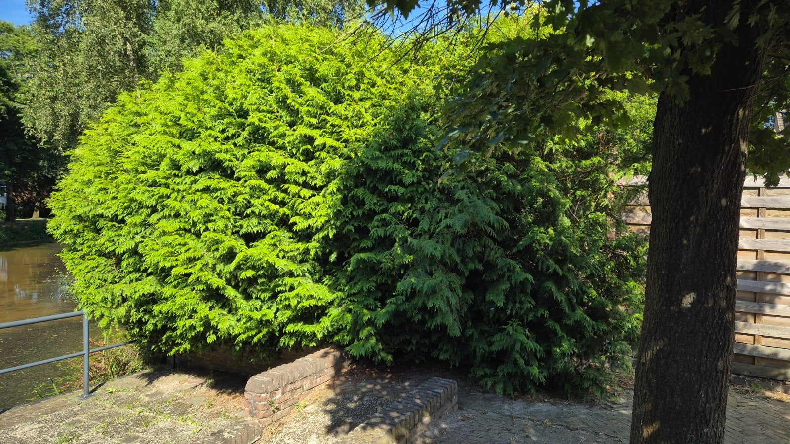 Brandhout: van coniferen, totale lengte 6 a 7 meter,, Tuin en Terras, Minder dan 3 m³, Ophalen, Overige houtsoorten, Takken
