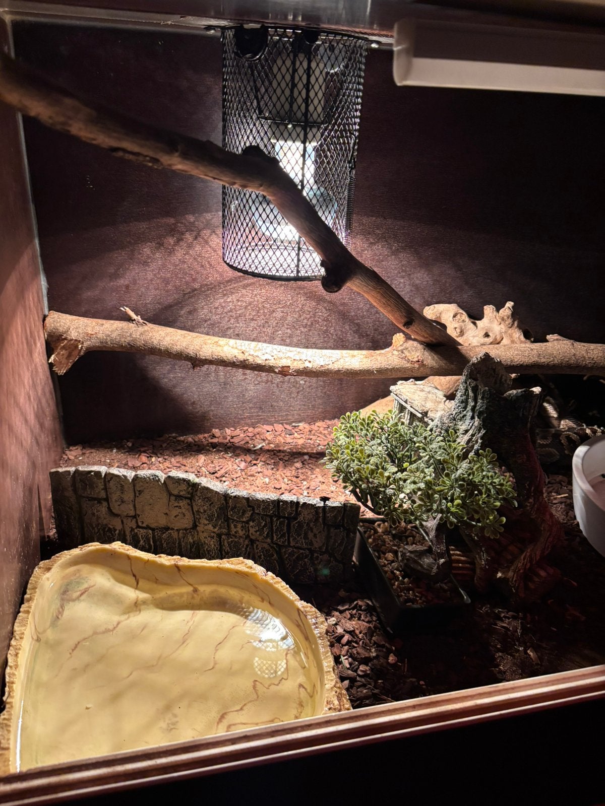 Konings python Ball Python photo 8
