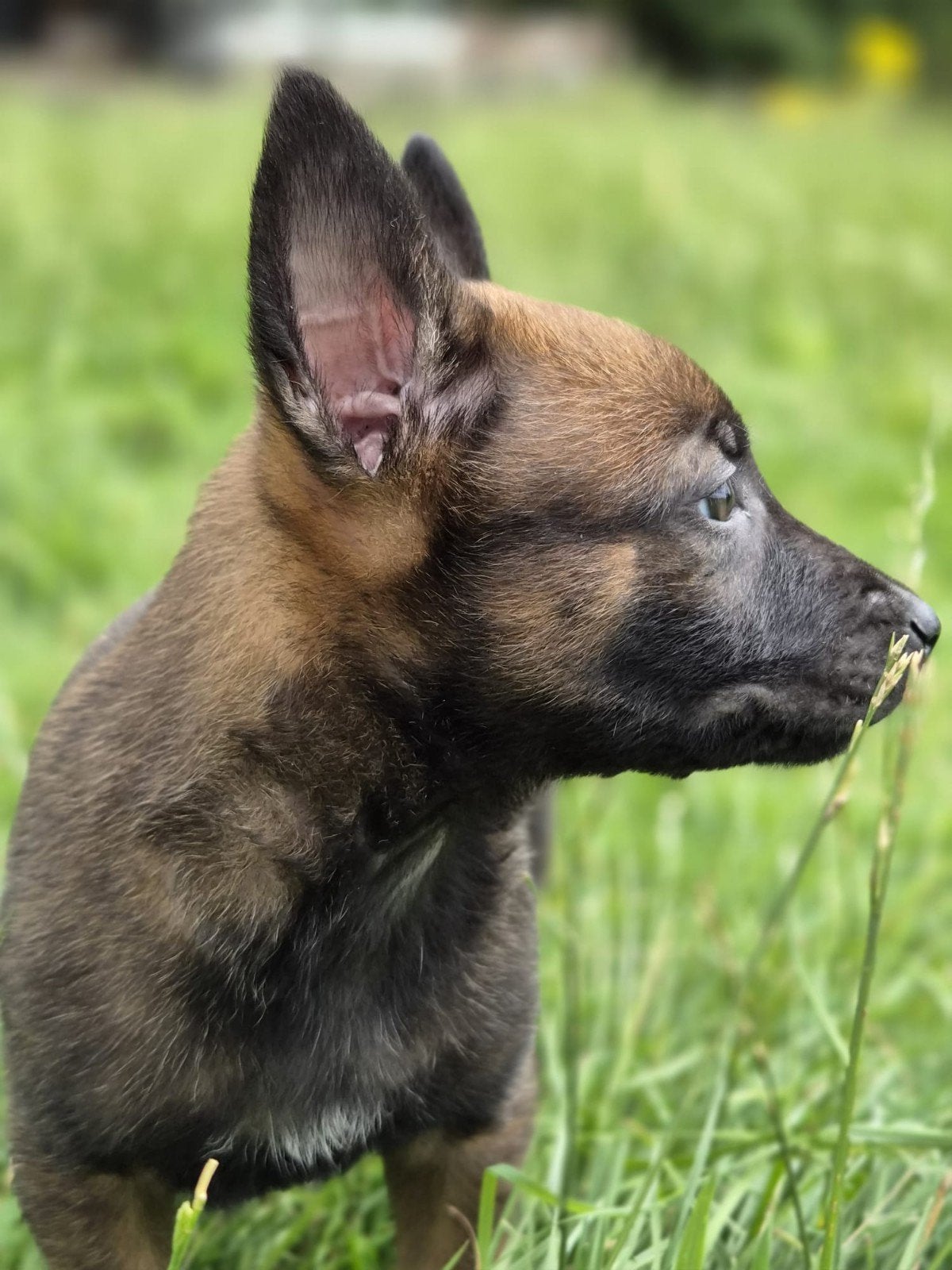 Mechelse herder pups / Belgian malinois!  Zwart masker, Dieren en Toebehoren, Honden | Herdershonden en Veedrijvers, 8 tot 15 weken
