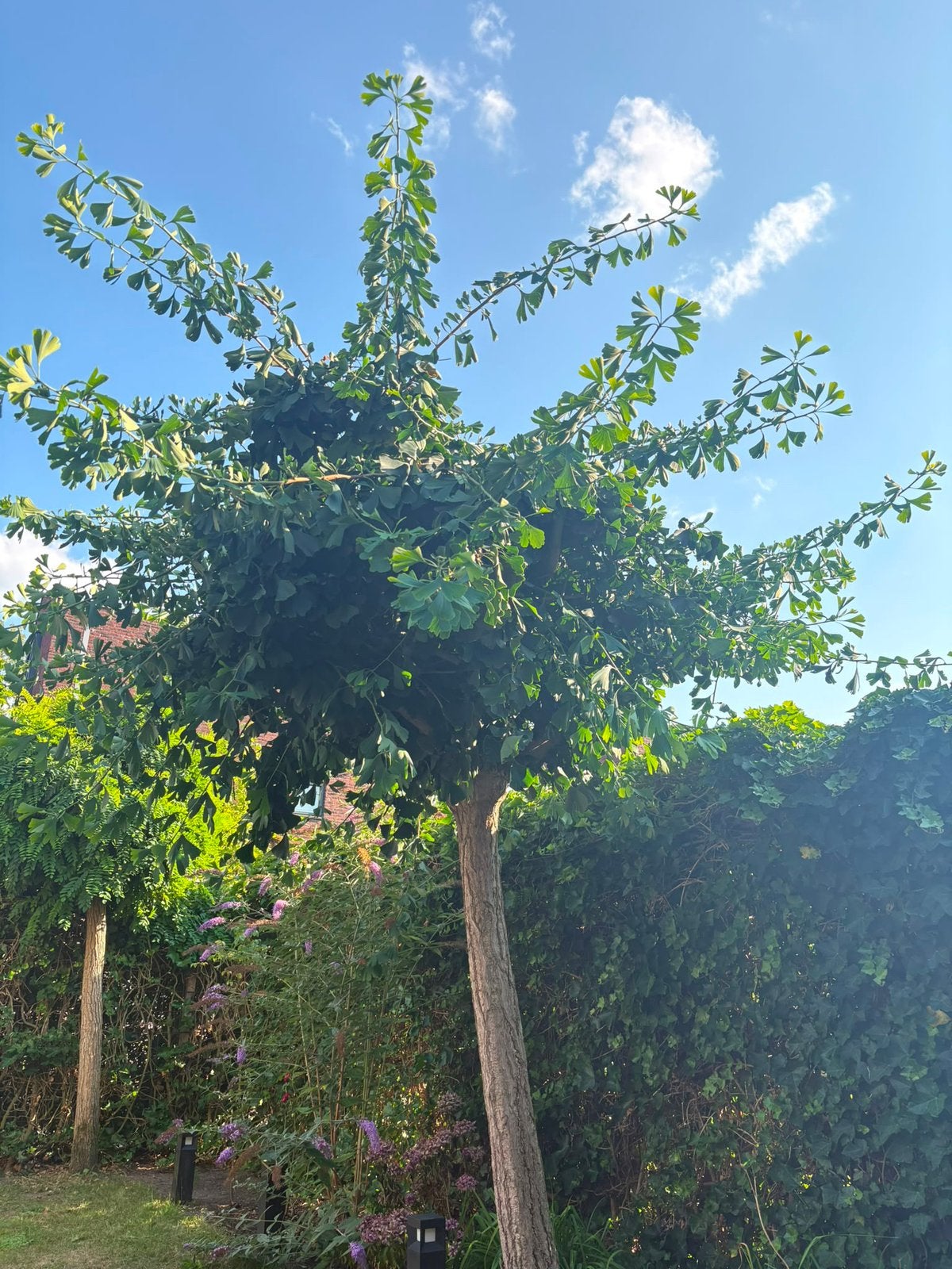 Ginkgo - Japanse notenboom, Lente, 100 tot 250 cm, Dakboom, Ophalen