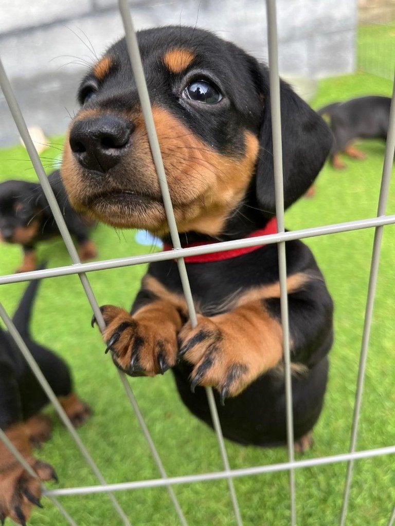 Hele mooie teckel pups, Kaninchen, 8 tot 15 weken, Korthaar, Parvo